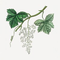 Botanical grape vine plant illustrations