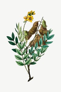 Vector botanical senna flower illustrations