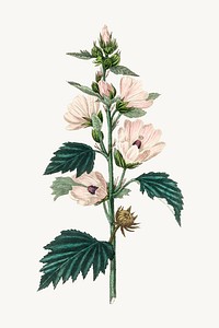 Botanical marshmallow vintage plant illustration