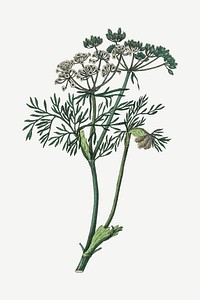 Medical botanical vector caraway plant illustration