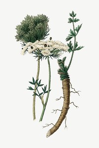 Vector botanical wild carrot flower illustrations