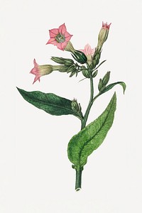 Botanical cultivated tobacco plant sketch