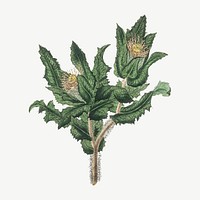 Vector botanical holy thistle plant illustrations