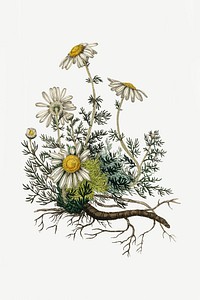 Botanical chamomile vintage plant illustrations