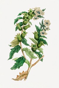 Botanical henbane vintage plant illustration