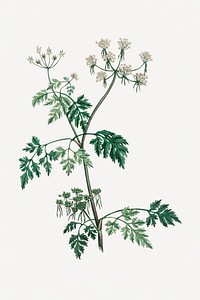Botanical psd poison parsley plant vintage sketch