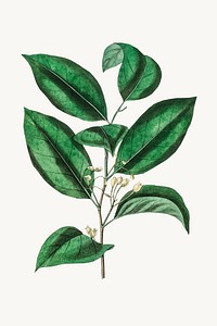 Botanical psd nutmeg plant vintage sketch