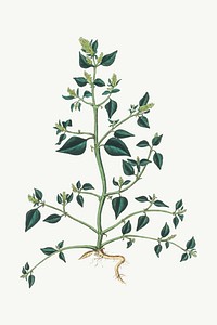 Vector botanical chenopodium olidum plant illustrations