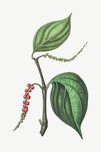Vector botanical black pepper plant illustrations
