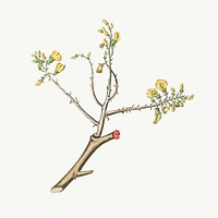Vector botanical barwood tree illustrations