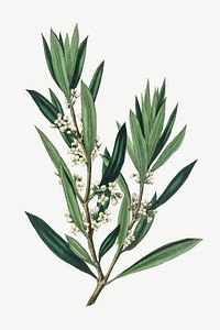 Vector botanical olive branch illustrations
