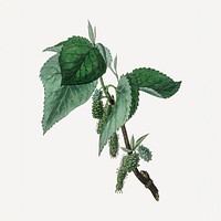 Botanical psd black mulberry plant vintage sketch