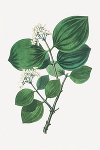 Botanical vintage green leaves illustration