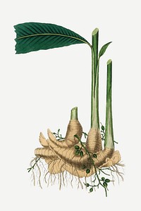 Vector botanical cardamom plant illustrations
