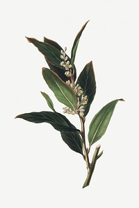 Botanical bay laurel plant illustration