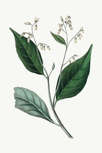 Vector botanical gum benjamin tree illustration
