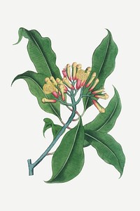 Medical botanical vector cloves plant illustration