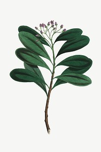 Vector botanical cinnamon bark illustration