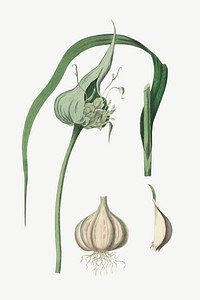 Vector botanical garlic plant illustrations