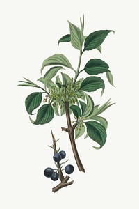 Vector botanical buckthorn leaf illustration