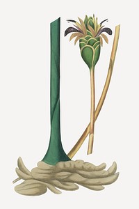 Botanical ginger vintage plant illustration
