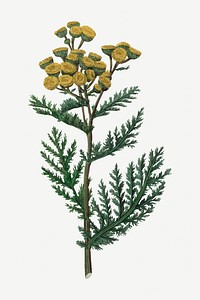 Vector botanical tansy flower illustrations