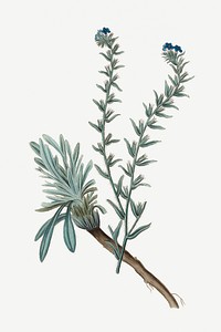 Botanical psd common bugloss plant vintage sketch