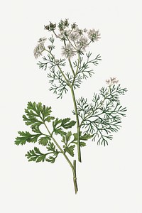 Vector botanical coriander plant illustration