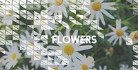 Flowers Bloom Nature Freshness Concept