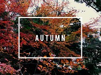 Autumn season change nature beautiful scenery