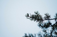 Green pine leaves during winter