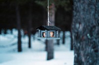 Little wooden bird house hanging from a tree during winter