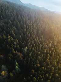 Drone view of Whinlatter Forest park at the Lake District in England