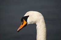 Closeup of Scottish swan in a lake