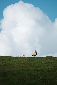 Swaledale sheep at a farm in the Lake District, Scotland
