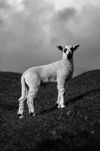Herdwick lamb at the Lake District in Scotland