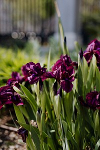 Beautiful irises in the garden