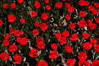 Vibrant blooming red tulip field