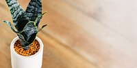 Small Snake Plant on wooden table banner