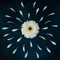 Fresh white daisy on a blue background