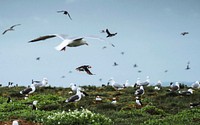 Flock of seabirds on the Farne Islands in Northumberland, England