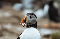 Closeup of a puffin with fish in its beak