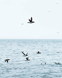 Flock of guillemots flying over the sea