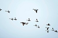 Flock of seabirds flying in the sky