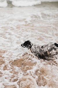 Cheerful dog enjoying the sea