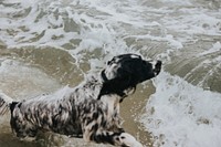 Cheerful dog enjoying the sea