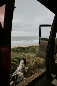 Dog sitting by a car looking at the ocean