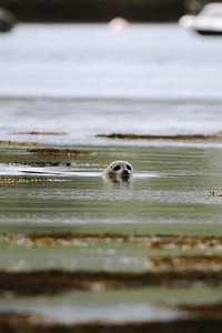 Cute seal playing in the seaweed