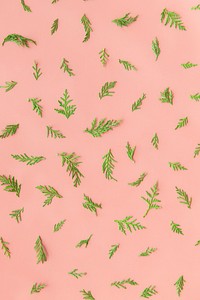 Fern leaves on a pink background