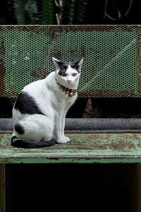 Cute fluffy cat sitting on a rusty bench